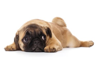 Beyaz arka planda izole edilmiş bir köpek yavrusu.