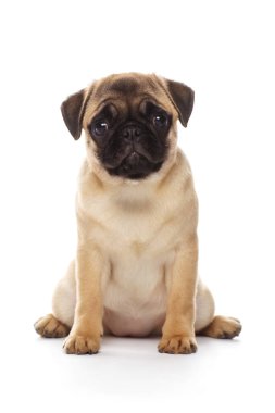 Beyaz arka planda izole edilmiş bir köpek yavrusu.