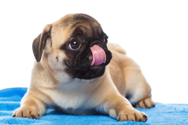 Cachorro Pug Sobre Una Toalla Azul Aislado Sobre Fondo Blanco — Foto de Stock