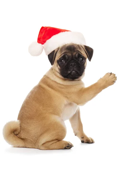 Pug Puppy Santa Claus Hat — Stock Photo, Image