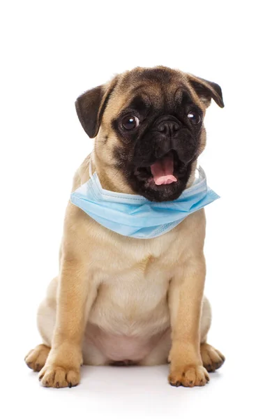 Pug Cucciolo Indossa Una Maschera Medicina Viso — Foto Stock