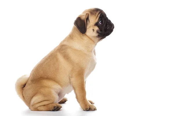 Pug Valp Ger Tass Isolerad Vit — Stockfoto