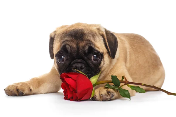 Pug Puppy Red Rose — Stock Photo, Image