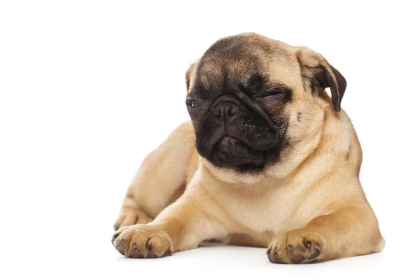 Pug Valp Isolerad Vit Bakgrund — Stockfoto