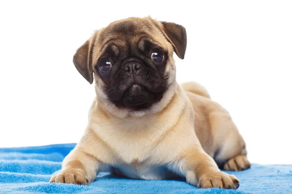 Cachorro Pug Sobre Una Toalla Azul Aislado Sobre Fondo Blanco — Foto de Stock