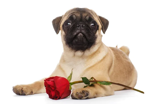 Cachorro Pug Con Una Rosa Roja — Foto de Stock