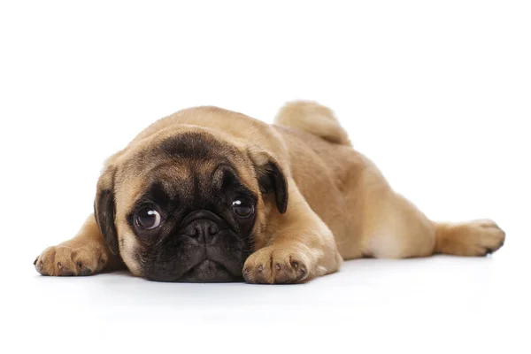 Welpe Mops Isoliert Auf Weißem Hintergrund — Stockfoto