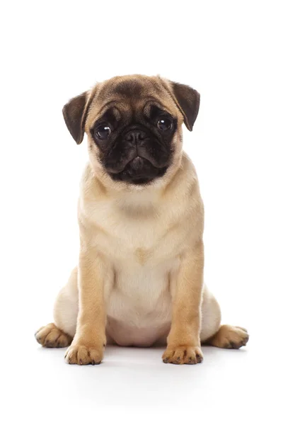 Pug Valp Isolerad Vit Bakgrund — Stockfoto