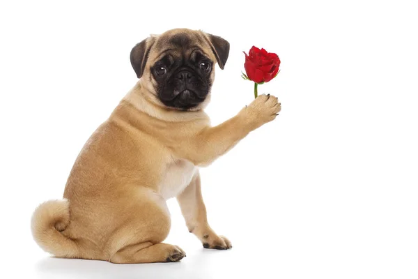 Pug Puppy Red Rose — Stock Photo, Image