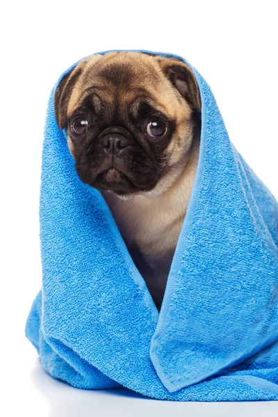 Pug Filhote Cachorro Coberto Por Toalha Azul Isolado Fundo Branco — Fotografia de Stock