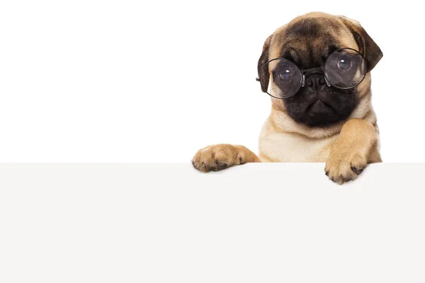 Beyaz Kağıt Kaplı Gözlük Takan Bir Köpek Yavrusu Stok Fotoğraf