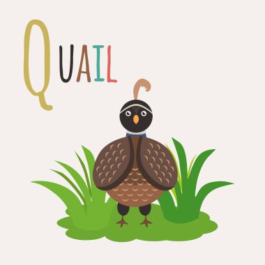 Bıldırcın. Hayvanlar Kitabı Mektubu