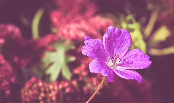 Krásné detailní záběr fialové květiny — Stock fotografie