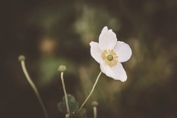 Nádherné detailní záběr na bílou květinu — Stock fotografie