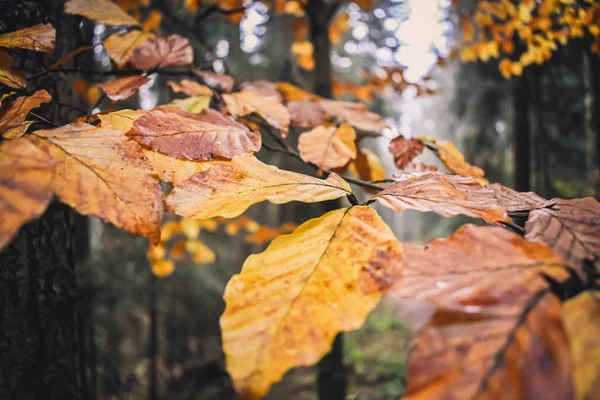 Primer plano de una hoja de otoño en el bosque —  Fotos de Stock