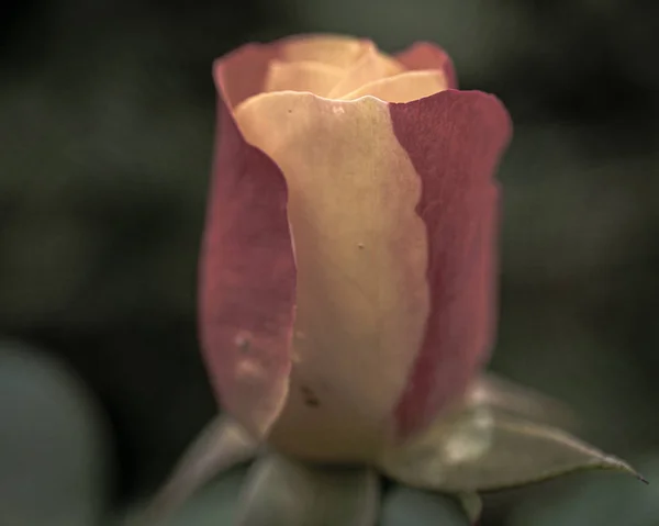 Krásná dvoubarevná růže jako foto — Stock fotografie