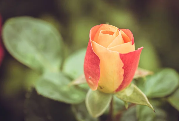 Skvělá dvoutónová růže s bokeh — Stock fotografie