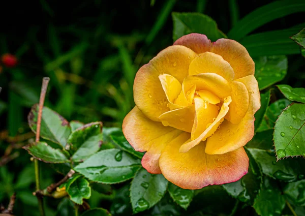 Krásná otevřená žlutá mokrá růže — Stock fotografie