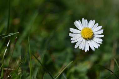 Çayırdaki yalnız bir papatyadan yakın çekim