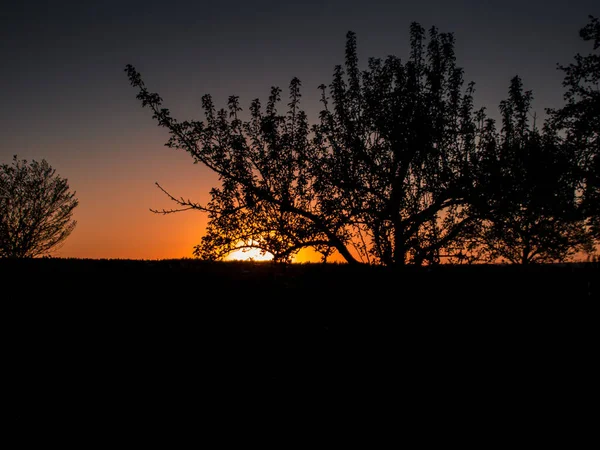 Fantastisk Röd Solnedgång Bakom Ett Siluett Träd — Stockfoto