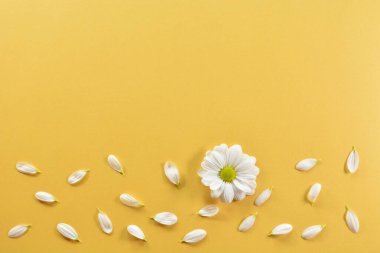 Güzel papatyalar. Tasarımcı için şablon boş, sarı arka planda papatya yaprakları, metin için yer var. Metin için kopyalama alanı olan bahar ya da yaz arkaplanı. Yukarıdan bak. Düz yatıyordu.