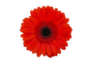 Gerbera. Güzel çiçek. Beyaz arkaplanda kırmızı gerbera.