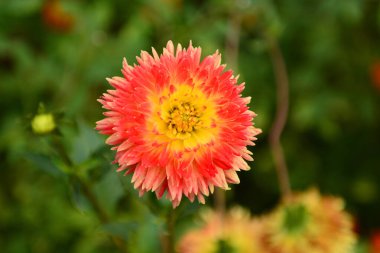 Çiçekli bahar arkaplanı. Güzel çiçekler. Merhaba Spring. Merhaba yaz..