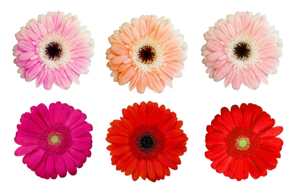 Beyaz arka planda bir takım gerberalar. Beyaz arka planda izole edilmiş çok renkli gerberalar grubu. Güzel çiçekler. Çiçek kolajı..