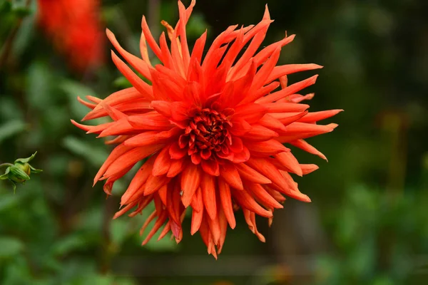 Çiçekli bahar arkaplanı. Güzel çiçekler. Merhaba Spring. Merhaba yaz..