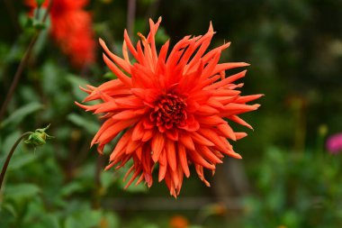 Dahlia Kaktüsü. Çiçekli bahar arkaplanı. Güzel çiçekler. Merhaba Spring. Merhaba yaz..