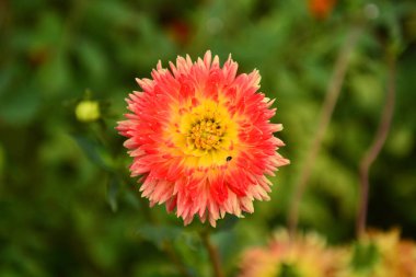 Çiçekli bahar arkaplanı. Güzel çiçekler. Merhaba Spring. Merhaba yaz..