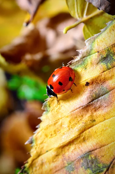 Ladybug on the fallen yellow leaves in the fall. — Stock Photo, Image