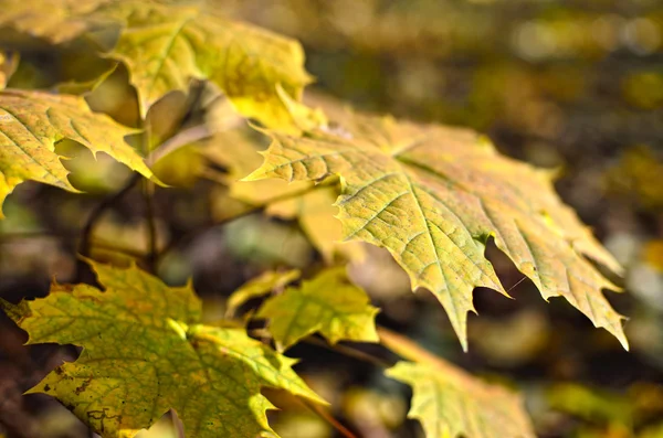 Vergilbte Ahornblätter im Herbstwald aus nächster Nähe. — Stockfoto