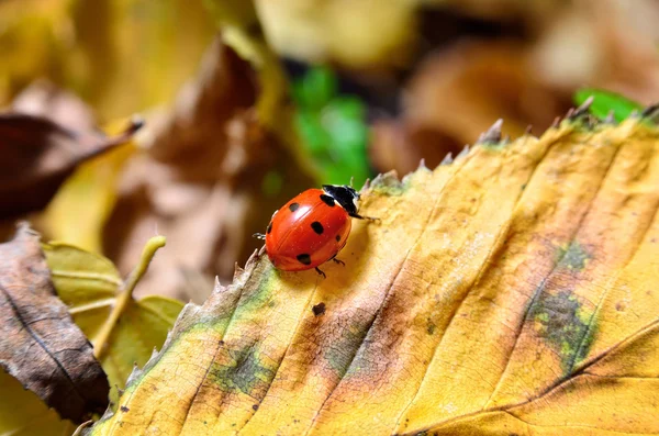 Ladybug on the fallen yellow leaves in the fall. — Stock Photo, Image