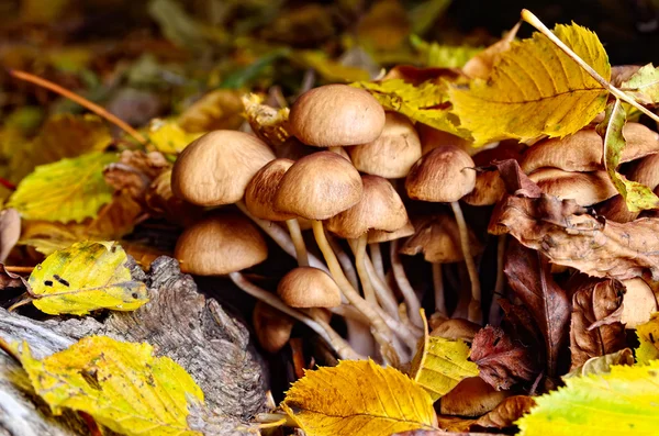 Familie ungenießbare Pilze wachsen im Wald. — Stockfoto