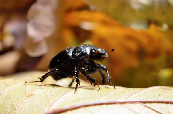 Schwarzer Käfer Holzfäller-Gerber kriecht auf Baumrinde — Stockfoto