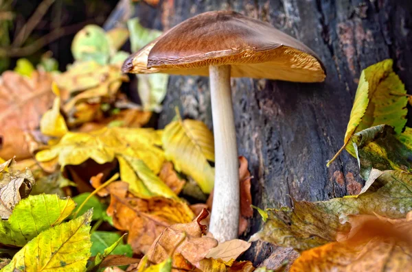 Mushrooms among fallen leaves in the autumn forest. — Stock Photo, Image