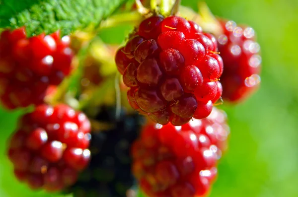 Grandes moras maduran en el jardín . —  Fotos de Stock