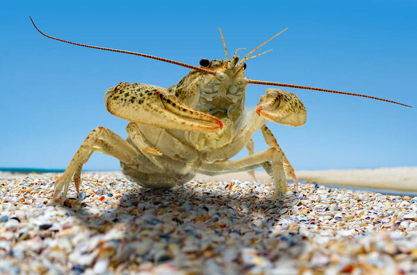 Live crayfish on the beach by the sea.