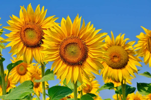 Young sunflowers bloom in field against a blue sky — Stock Photo, Image