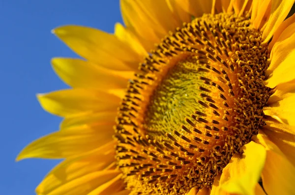 Grandes girasoles amarillos en el campo contra el cielo azul . — Foto de Stock