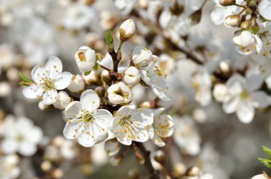 Baharda ağaçların dallarında beyaz çiçekler