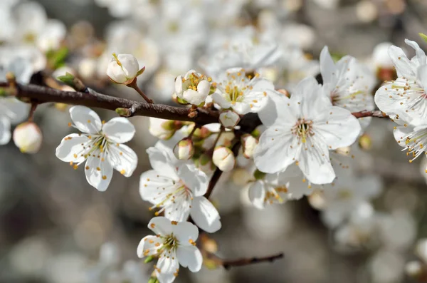 Flores blancas en las ramas de los árboles en la primavera —  Fotos de Stock