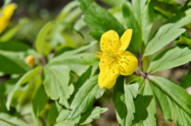 Bahar ormanda büyüyen buttercup sarı çiçek