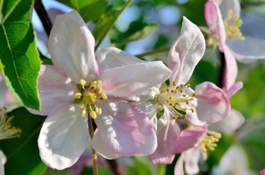 Bahar bahçede genç elma ağacı çiçek