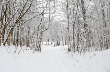 Kar kış ormandaki orman yolu kaplı