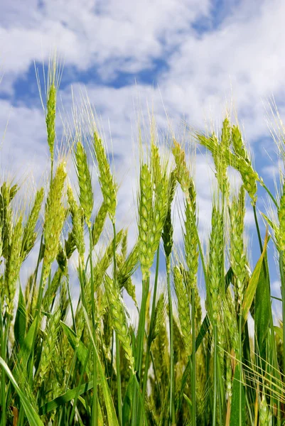 Молодые колосья зерна на фоне голубого неба — стоковое фото
