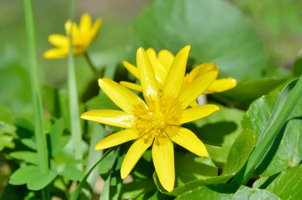 Buttercup flor amarilla que florece en la primavera en el bosque — Foto de Stock