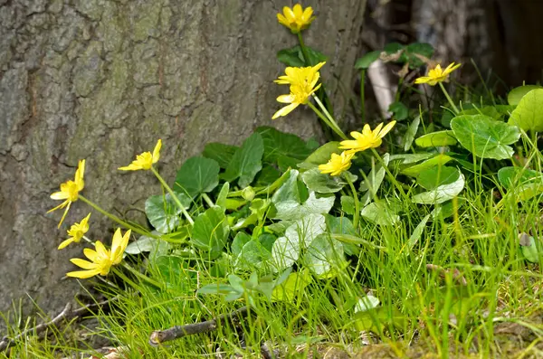 Buttercup yellow flower blooming in the spring in the woods — Stock Photo, Image