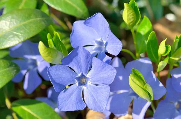 Blue flowers periwinkle among green leaves in the forest — Stock Photo, Image
